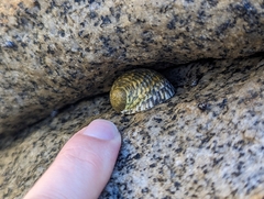 Nerita tessellata