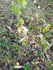 Solanum viarum