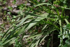 Dietes grandiflora