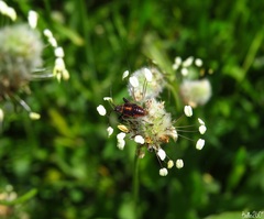 Calocoris nemoralis
