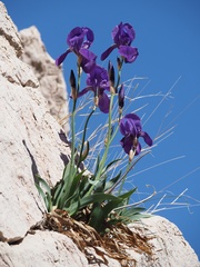 Iris pallida illyrica