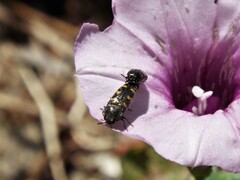 Acmaeodera loei