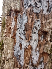 Biscogniauxia atropunctata