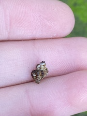 Paciocinebrina atropurpurea