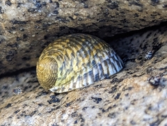 Nerita tessellata