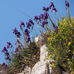 Iris pallida illyrica