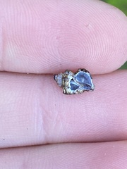 Paciocinebrina atropurpurea