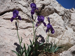 Iris pallida illyrica
