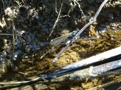 Allocnemis leucosticta