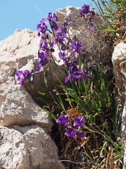 Iris pallida illyrica