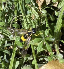 Tenthredo maculata
