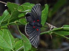 Melanis cephise