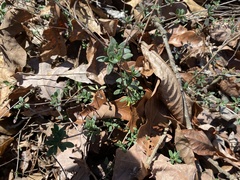 Clinopodium carolinianum