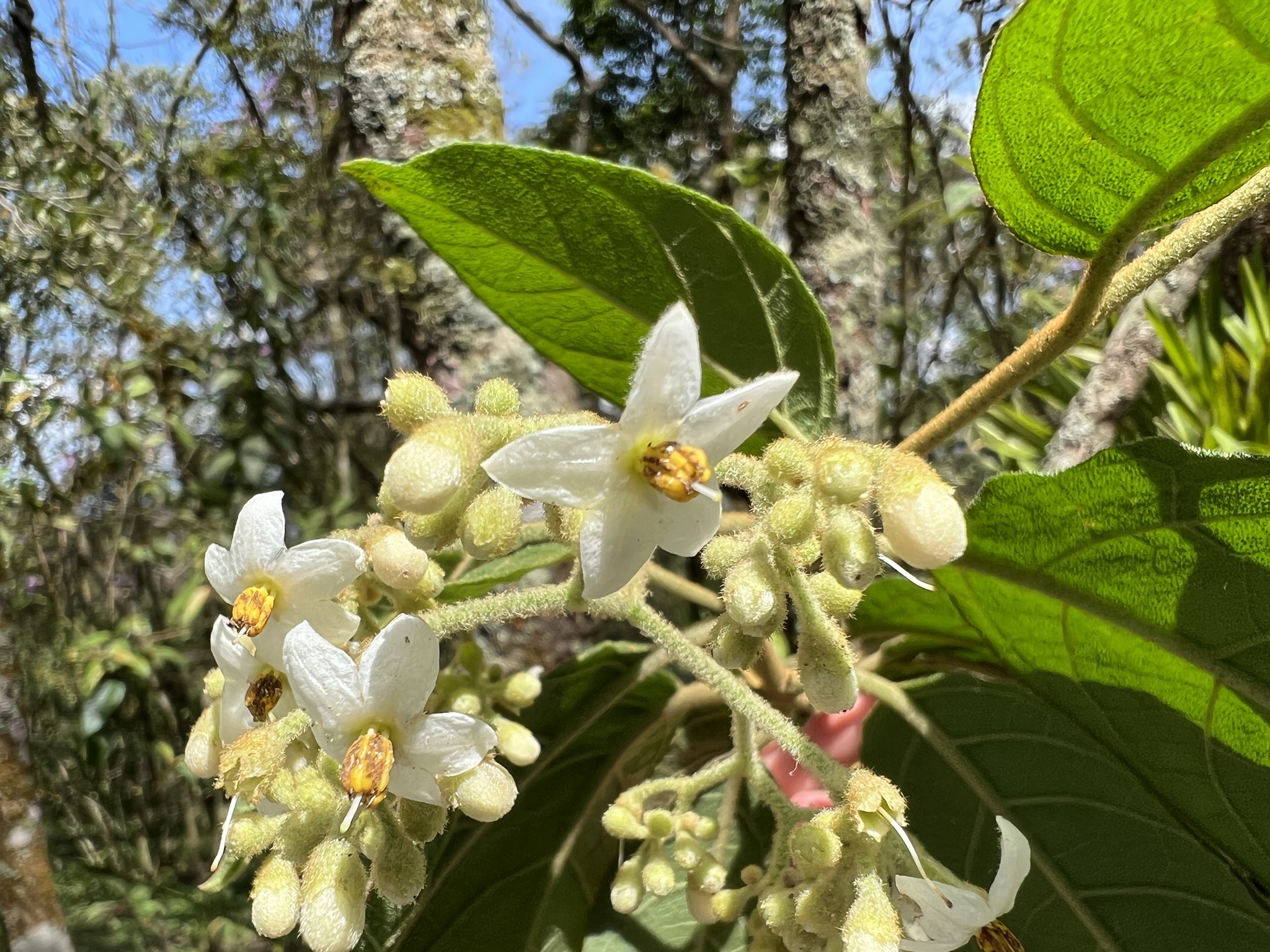 Solanum cladotrichum