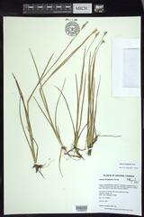 Juncus longistylis
