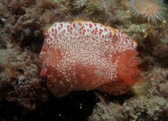 Goniobranchus
