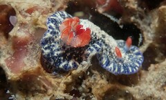 Hypselodoris saintvincentius