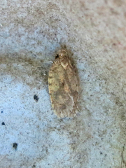 Agonopterix robiniella