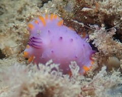 Mexichromis macropus