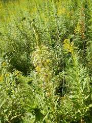 Stenanthium gramineum