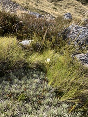 Gentianales