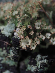 Cladonia