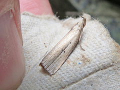 Macrochilo orciferalis