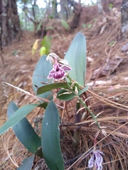 Epidendrum marmoratum