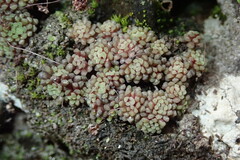 Monanthes polyphylla subsp. polyphylla image