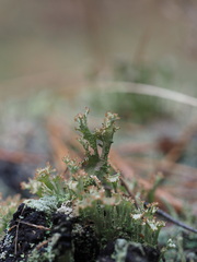 Cladonia