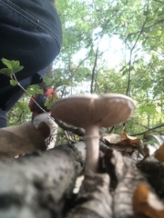 Pluteus cervinus