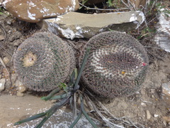 Mammillaria chionocephala