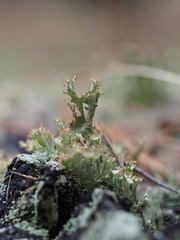 Cladonia