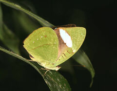 Nessaea aglaura