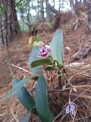 Epidendrum marmoratum