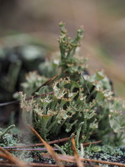 Cladonia