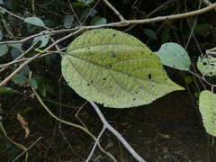 Grewia abutilifolia