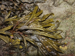 Fucus ceranoides