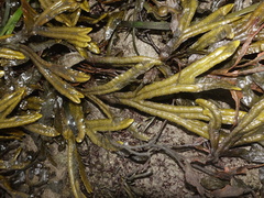 Fucus ceranoides