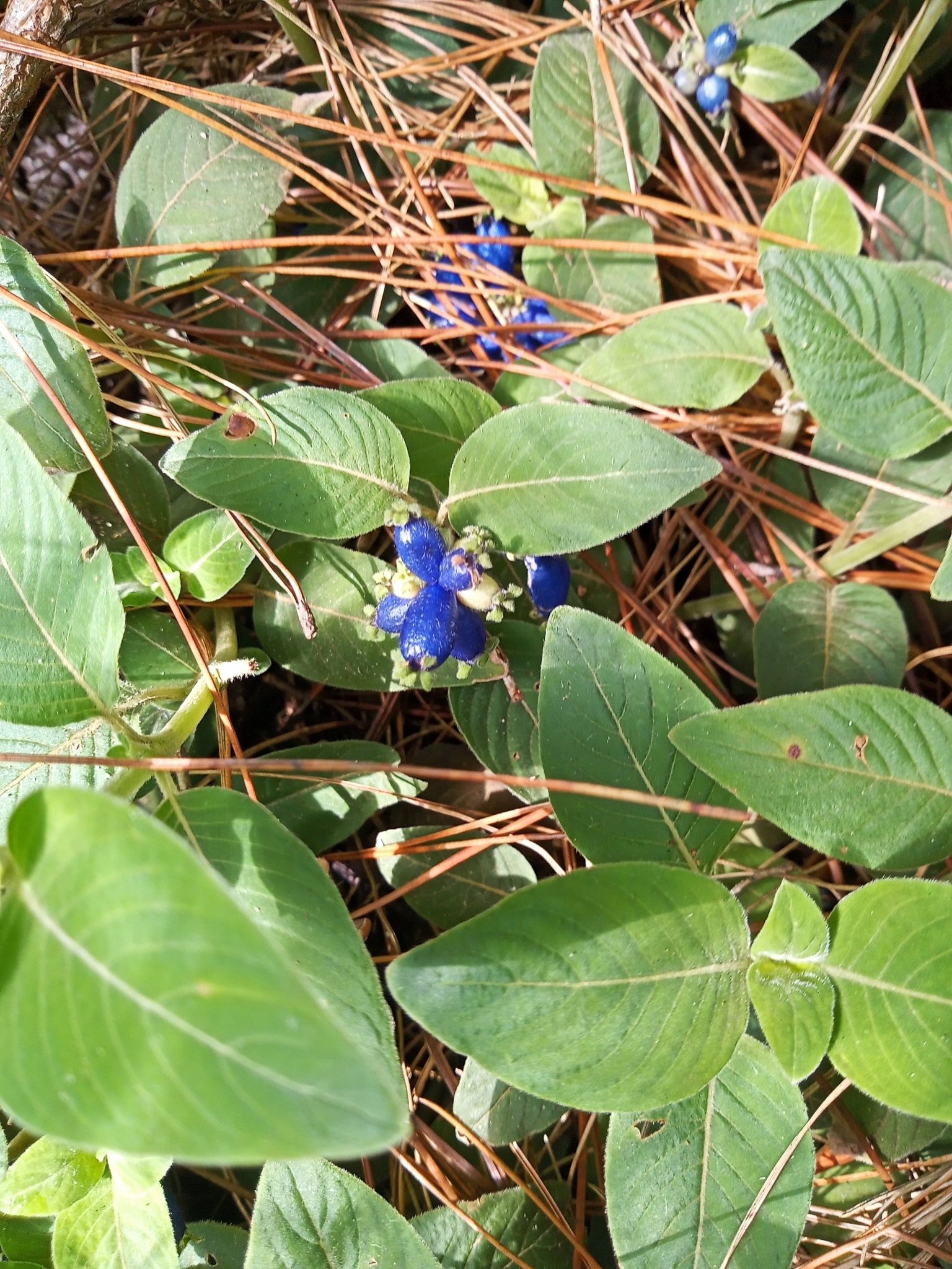 Coccocypselum lanceolatum
