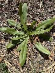 Lactuca