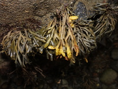Pelvetia canaliculata