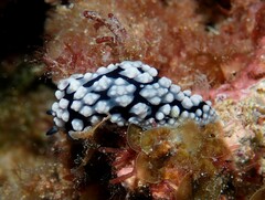 Phyllidiella pustulosa