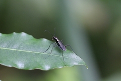 Odontocheila