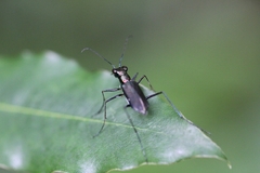Odontocheila