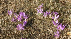 Colchicum montanum
