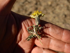 Hypochaeris laciniata
