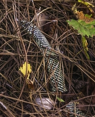 Lampropeltis getula