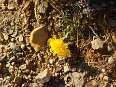 Hypochaeris laciniata