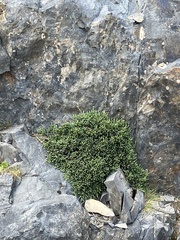 Helichrysum intermedium